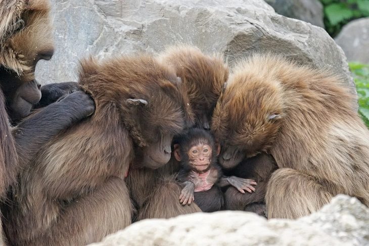 Oldest living animals and species that have lived on this planet longer than man, Apes - 20 million years