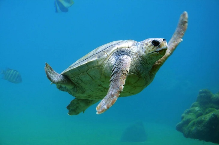 Oldest living animals and species that have lived on this planet longer than man, Turtles - 200 million years