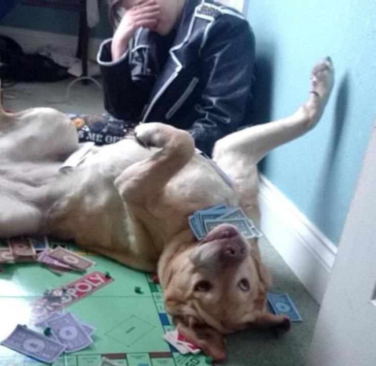 Funny pictures of dogs being strange, these dogs may be broken, yellow lab lying on monopoly board with toy money in mouth