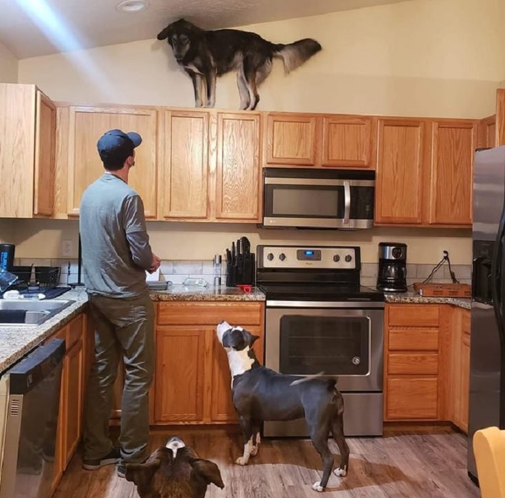 Funny pictures of dogs being strange, these dogs may be broken, black and white dog standing on top of kitchen cabinets