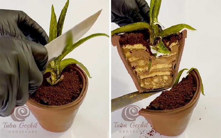 Realistic and Delicious cake art by Turkish chef Tuba Gelick, potted plant cake