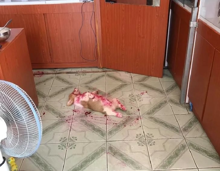 Funny pictures of dogs being strange, these dogs may be broken, small white and brown dog lying flat covered in strawberry jam after eating it