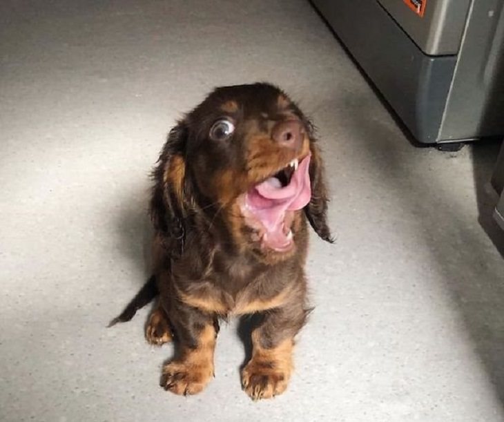 Funny pictures of dogs being strange, these dogs may be broken, small brown puppy licking its nose