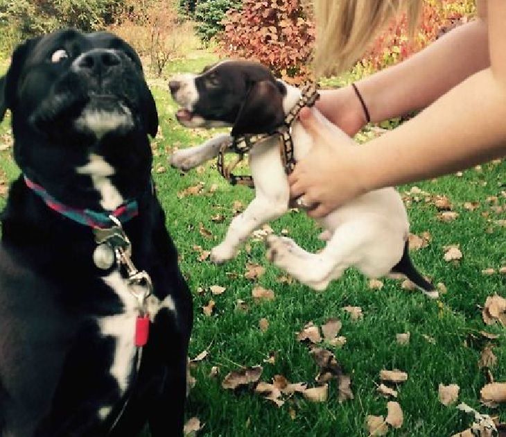 Funny pictures of dogs being strange, these dogs may be broken, black and white dog making a funny scared face as a small puppy held by a girl backs at him