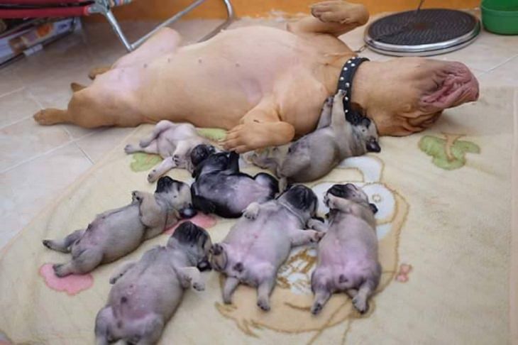 Funny pictures of dogs being strange, these dogs may be broken, mother dog and all her puppies lying flat on their backs sleeping