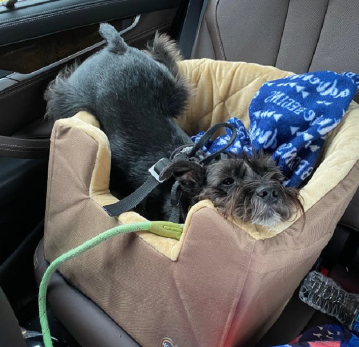 Funny pictures of dogs being strange, these dogs may be broken, small black dog lying flat on a car seat with legs hanging off