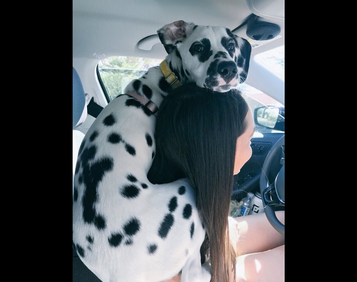 Funny pictures of dogs being strange, these dogs may be broken, dalmation jumped on owners shoulders in a car looking scared