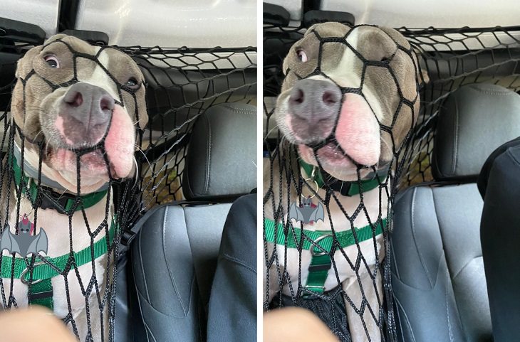 Funny pictures of dogs being strange, these dogs may be broken, black dog pushing his face into the net separating backseat and front seat.