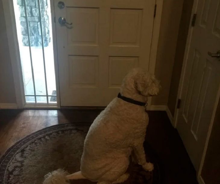 Funny pictures of dogs being strange, these dogs may be broken, dog sitting in front of closet door, beside front door, waiting