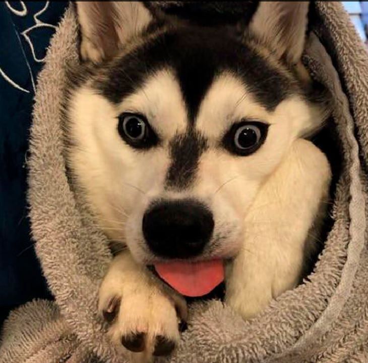 Funny pictures of dogs being strange, these dogs may be broken, black and white husky dog wrapped in blanket looking surprised