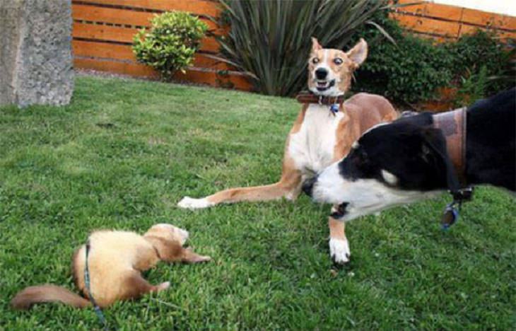 Funny pictures of dogs being strange, these dogs may be broken, dog scared of smaller animal in garden making funny face