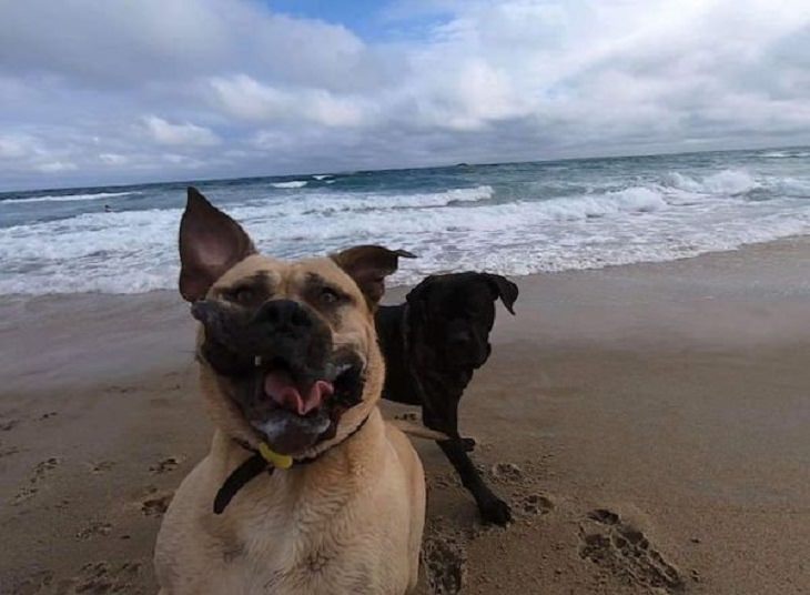 Funny pictures of dogs being strange, these dogs may be broken, dog making funny face to the camera on a beach with black dog behind