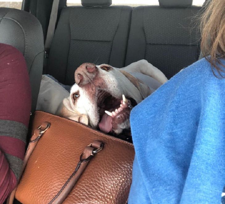 Funny pictures of dogs being strange, these dogs may be broken, yellow lab in the backseat of a car making a funny face