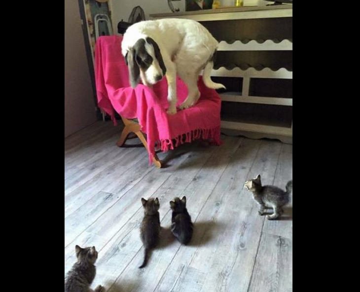 Funny pictures of dogs being strange, these dogs may be broken, large hound dog on top of chair being cornered by kittens