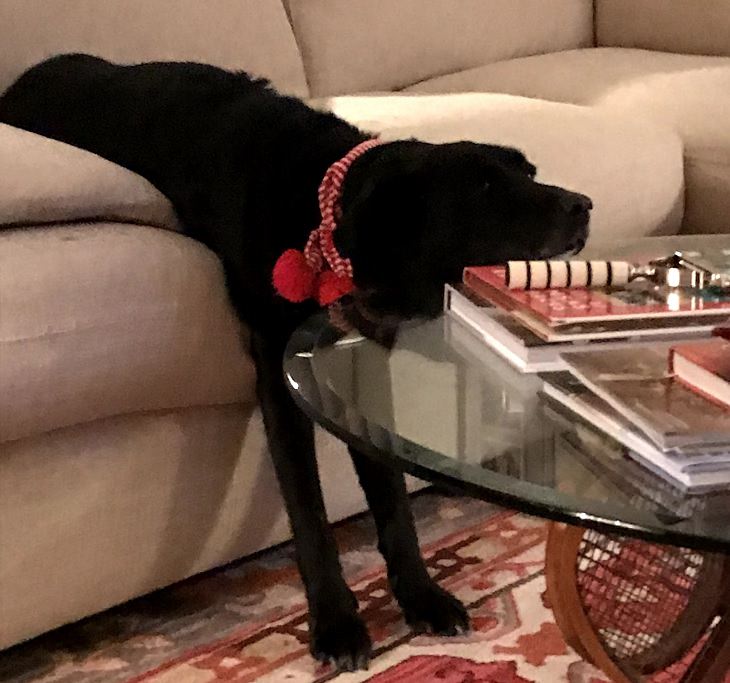 Funny pictures of dogs being strange, these dogs may be broken, black dog sleeping with head on table, body on sofa and legs stretch down to the floor