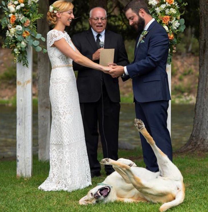 Funny pictures of dogs being strange, these dogs may be broken, dog rolling on the floor in front of couple getting married