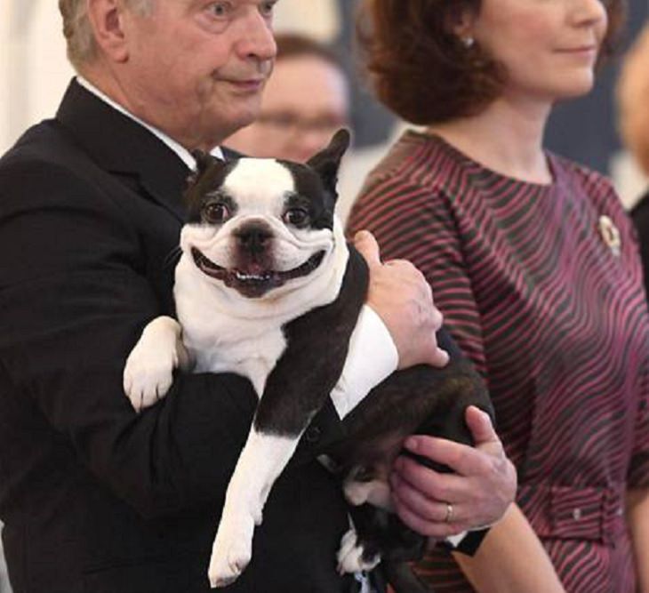 Funny pictures of dogs being strange, these dogs may be broken, Finnish presidents dog grinning while being held