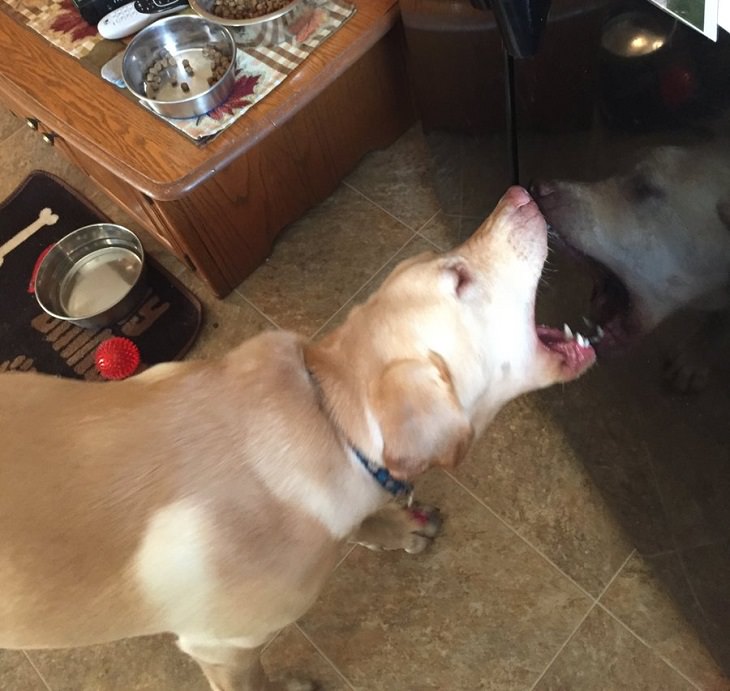 Funny pictures of dogs being strange, these dogs may be broken, dog trying to bite his own reflection in a refrigerator
