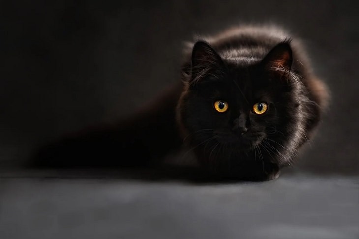 Meanings and symbolism of various colors in different countries and cultures, black cat in front of black background, silhouette, black