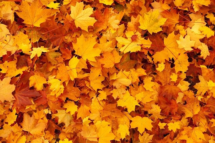 Meanings and symbolism of various colors in different countries and cultures, group of orange leaves, autumn, orange