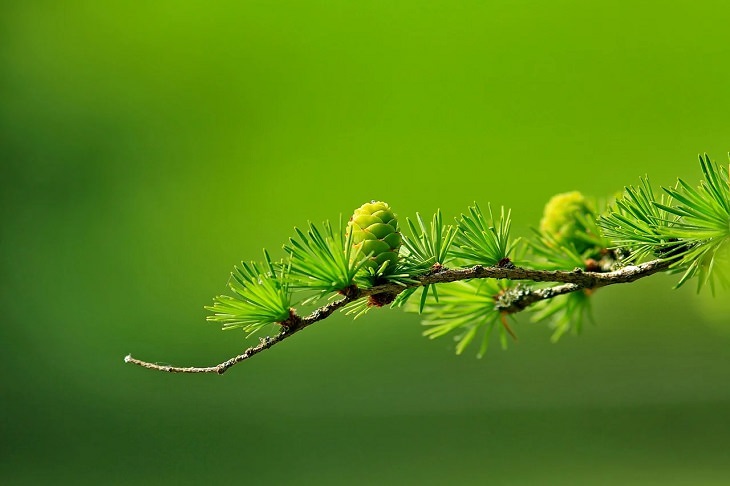 Meanings and symbolism of various colors in different countries and cultures, green plant growing on a small tree branch, green