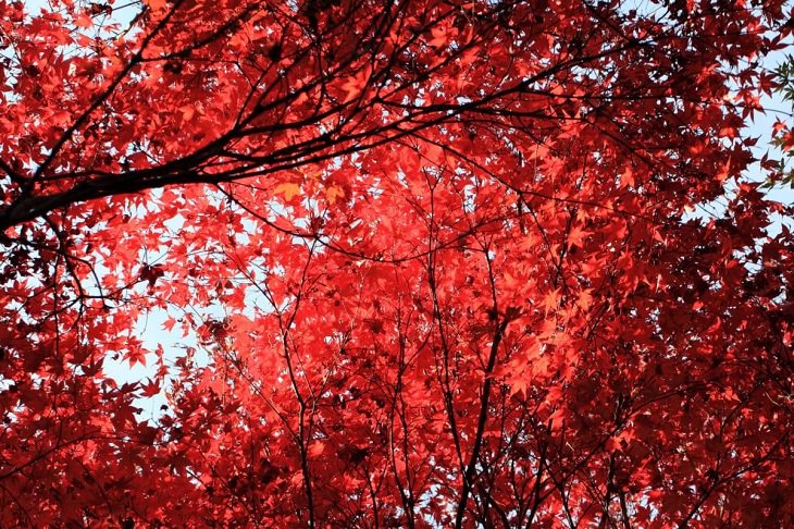 Meanings and symbolism of various colors in different countries and cultures, canopy of red leaves growing from trees, red