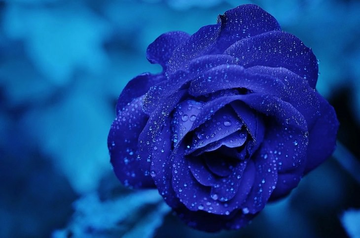 Meanings and symbolism of various colors in different countries and cultures, blue rose with blue background, blue