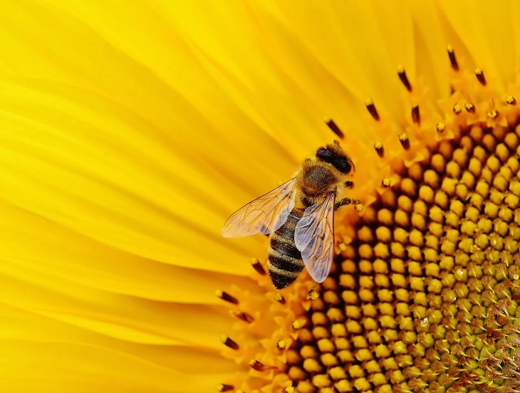 Meanings and symbolism of various colors in different countries and cultures, Bee on a yellow sunflower, yellow