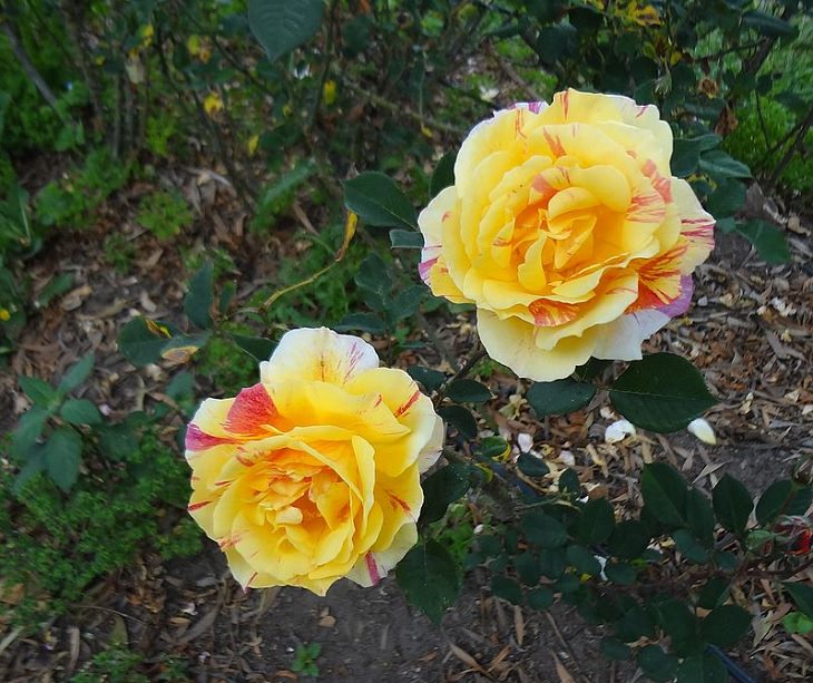Photo gallery of the Quito Botanical Garden in Ecuador, Yellow and red Rose cultivar