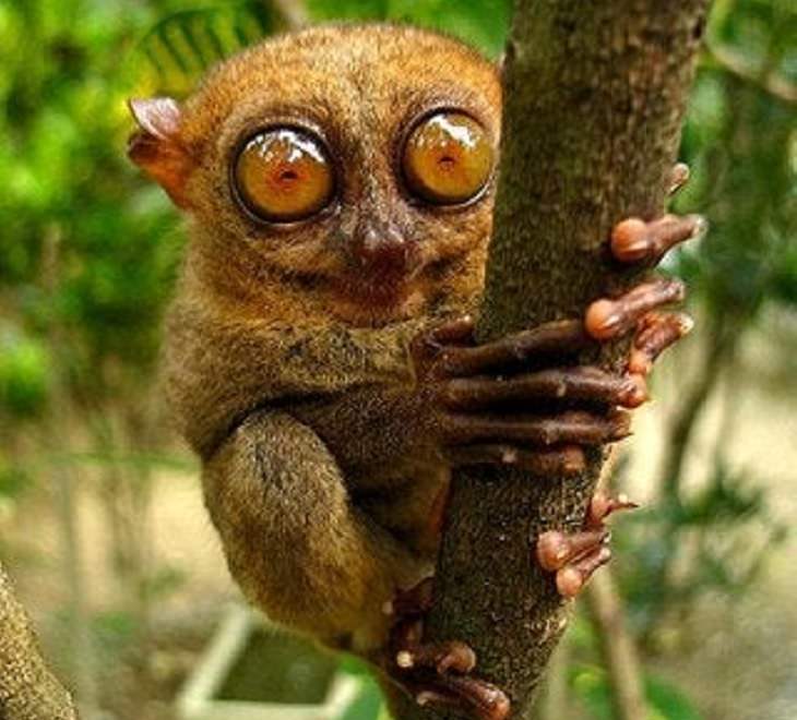 Species of animals we thought were extinct but are not, Pygmy Tarsier