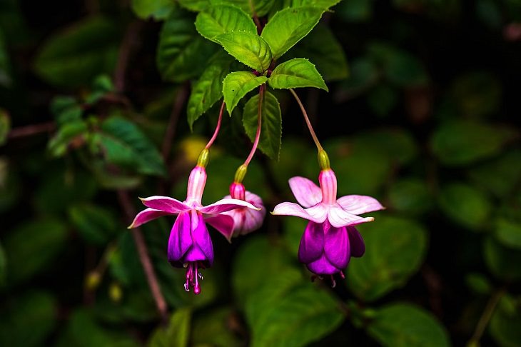 Photo gallery of the Quito Botanical Garden in Ecuador, Purple Myrtale (close-up)