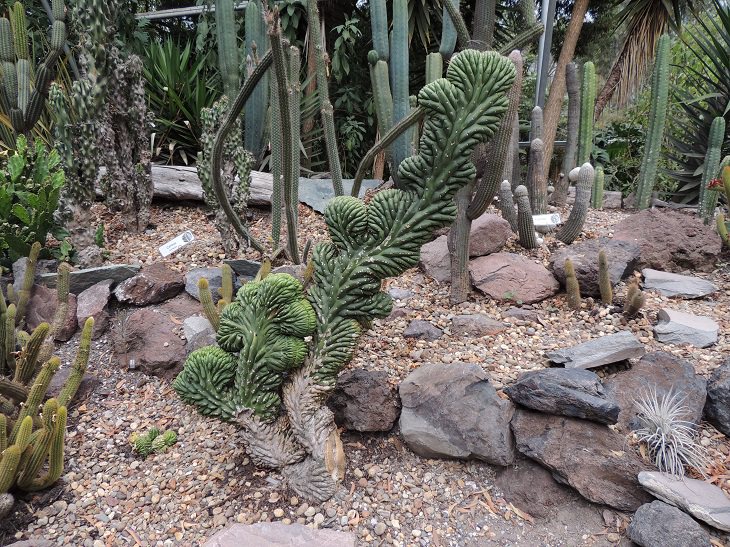 Photo gallery of the Quito Botanical Garden in Ecuador, Crested Cactus