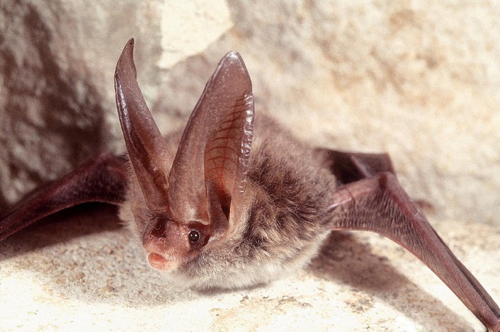Species of animals we thought were extinct but are not, New Guinea Big-Eared Bat