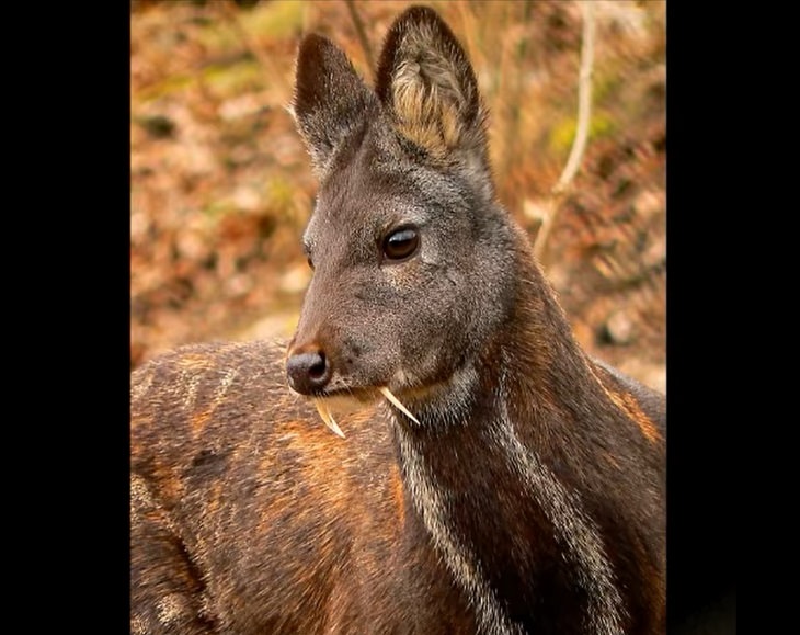 Species of animals we thought were extinct but are not, Kasmir Musk Deer