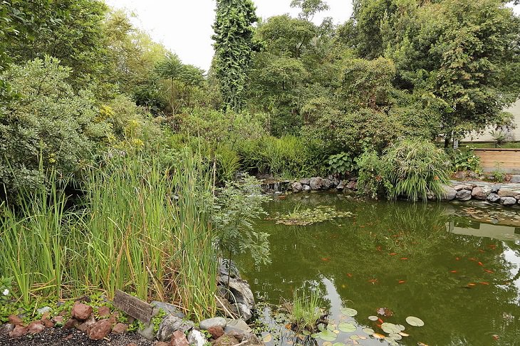 Photo gallery of the Quito Botanical Garden in Ecuador, A lagoon in the botanica garden