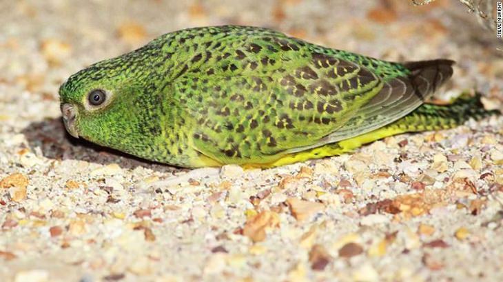 Species of animals we thought were extinct but are not, Night Parrot