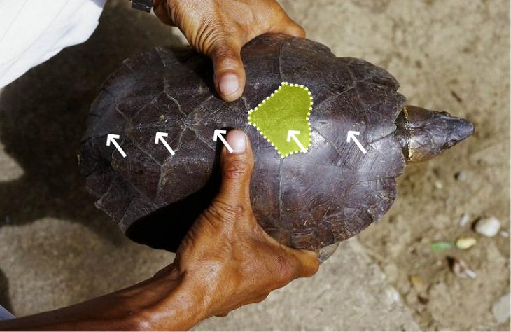 Species of animals we thought were extinct but are not, Arakan Forest Turtle
