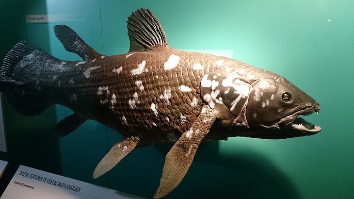 Species of animals we thought were extinct but are not, Coelacanth