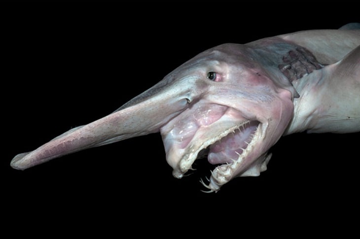 Species of animals we thought were extinct but are not, Goblin Shark