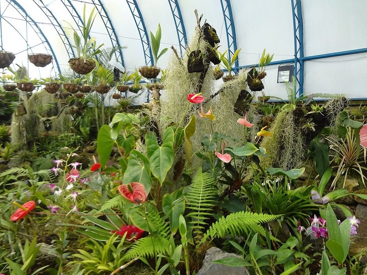 Photo gallery of the Quito Botanical Garden in Ecuador, Arboretum in the Botanical Garden