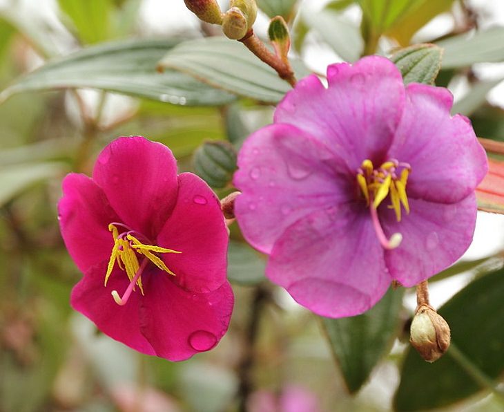 Photo gallery of the Quito Botanical Garden in Ecuador, Tibouchina lepidota. The Andean Princess Flower