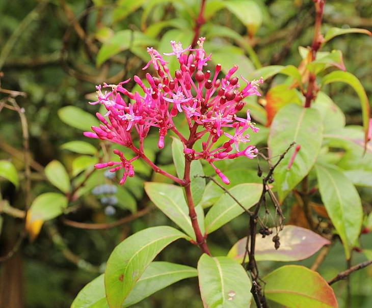 Photo gallery of the Quito Botanical Garden in Ecuador, Fuchsia paniculata