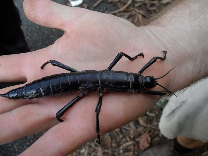 Species of animals we thought were extinct but are not, Tree Lobster