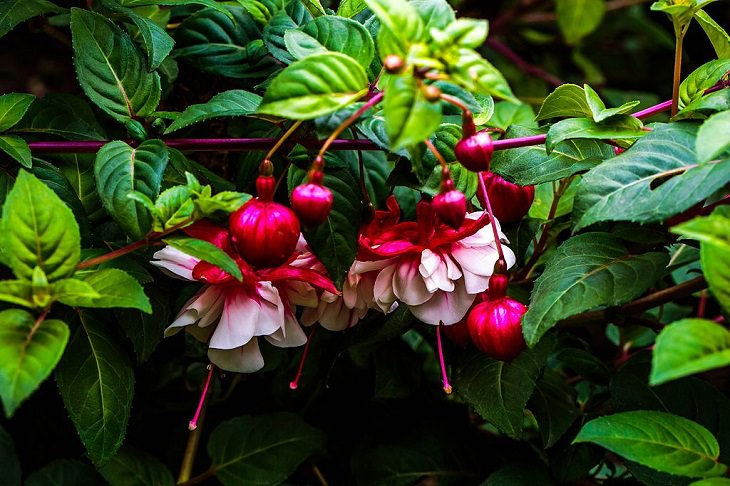 Photo gallery of the Quito Botanical Garden in Ecuador, Unidentified Fuschia hybrid