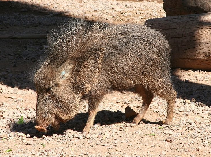 Species of animals we thought were extinct but are not, Chacoan peccary