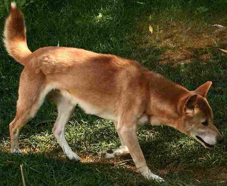 Species of animals we thought were extinct but are not, New Guinea Singing Dog