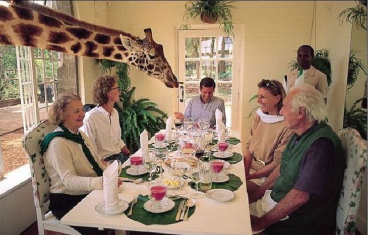 Hilarious photos showing things that can happen only in Africa, Giraffe poking head into room where people are sitting around a dining table