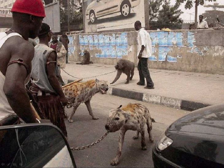 Hilarious photos showing things that can happen only in Africa, Men standing around with hyenas and monkeys on leashes