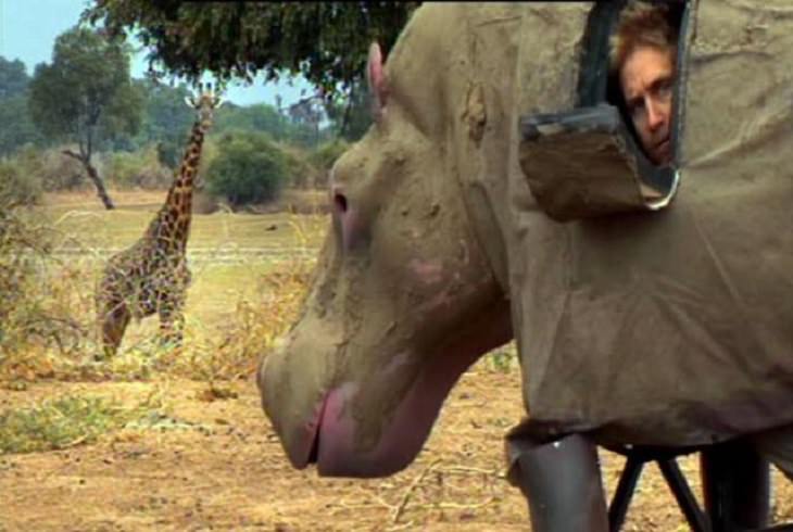 Hilarious photos showing things that can happen only in Africa, Man hidden in model of a rhino observing a giraffe