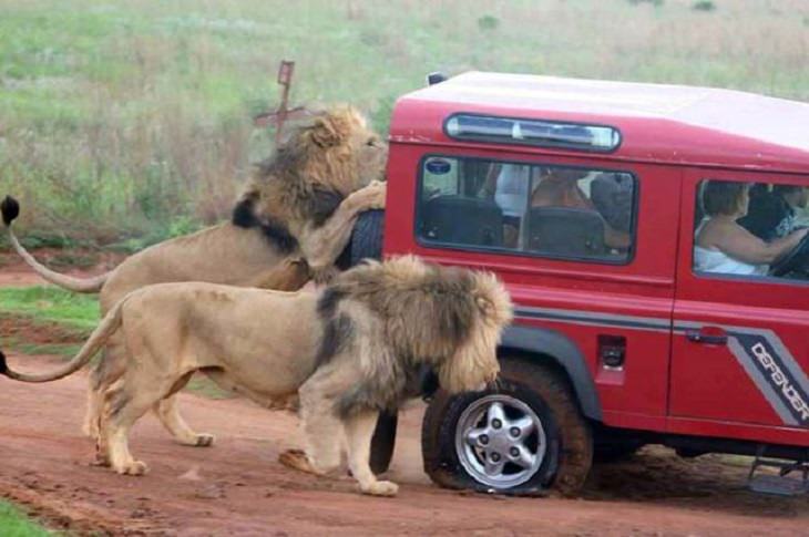 Hilarious photos showing things that can happen only in Africa, Two lions climbing and pushing the back of a jeep